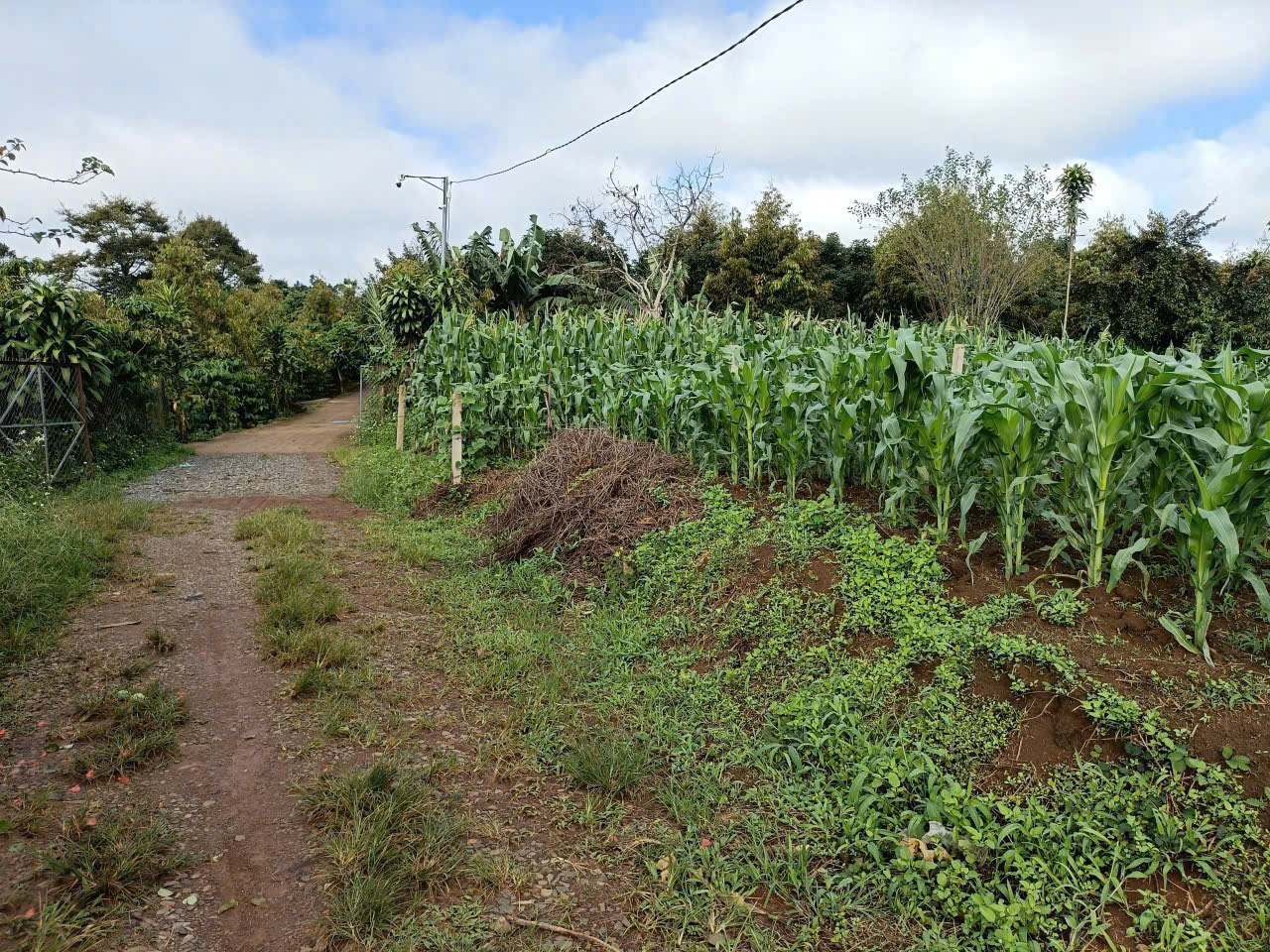 Bán 166,6m2 đất Tân Lạc Lâm Đồng, sẵn SHR, chỉ 450tr buông sổ. Lh:0983762203