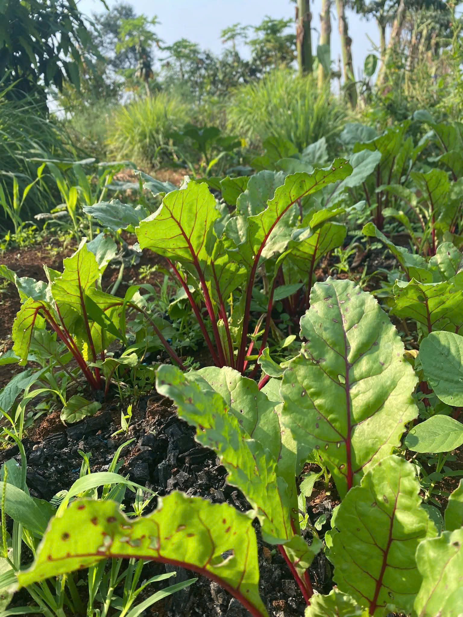 Cho thuê đất nông nghiệp.